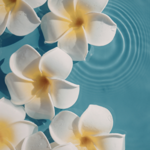 Frangipanibloem 100gr